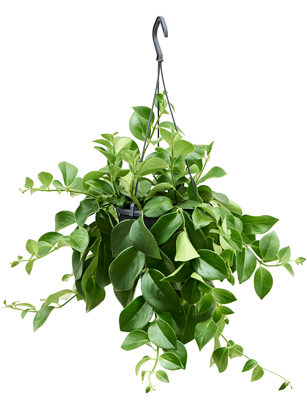 Cheerful Lipstick Plant Aeschynanthus 'Mona Lisa' Indoor House Plants