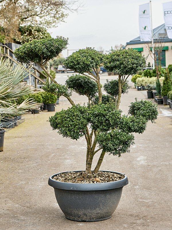 Cute Japanese Holly Ilex crenata 'Green Hedge' (160-180) Outdoor Plants