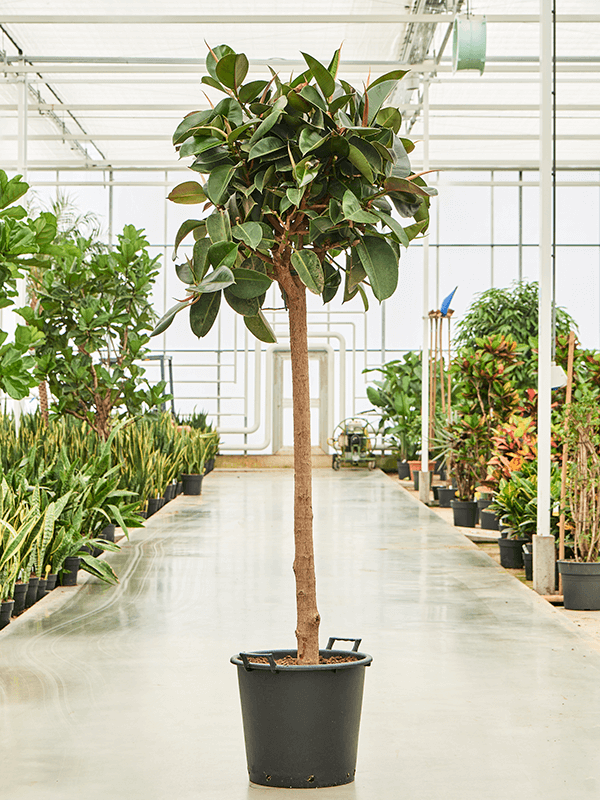 Lush Rubber Plant Ficus elastica 'Robusta' Indoor House Plants