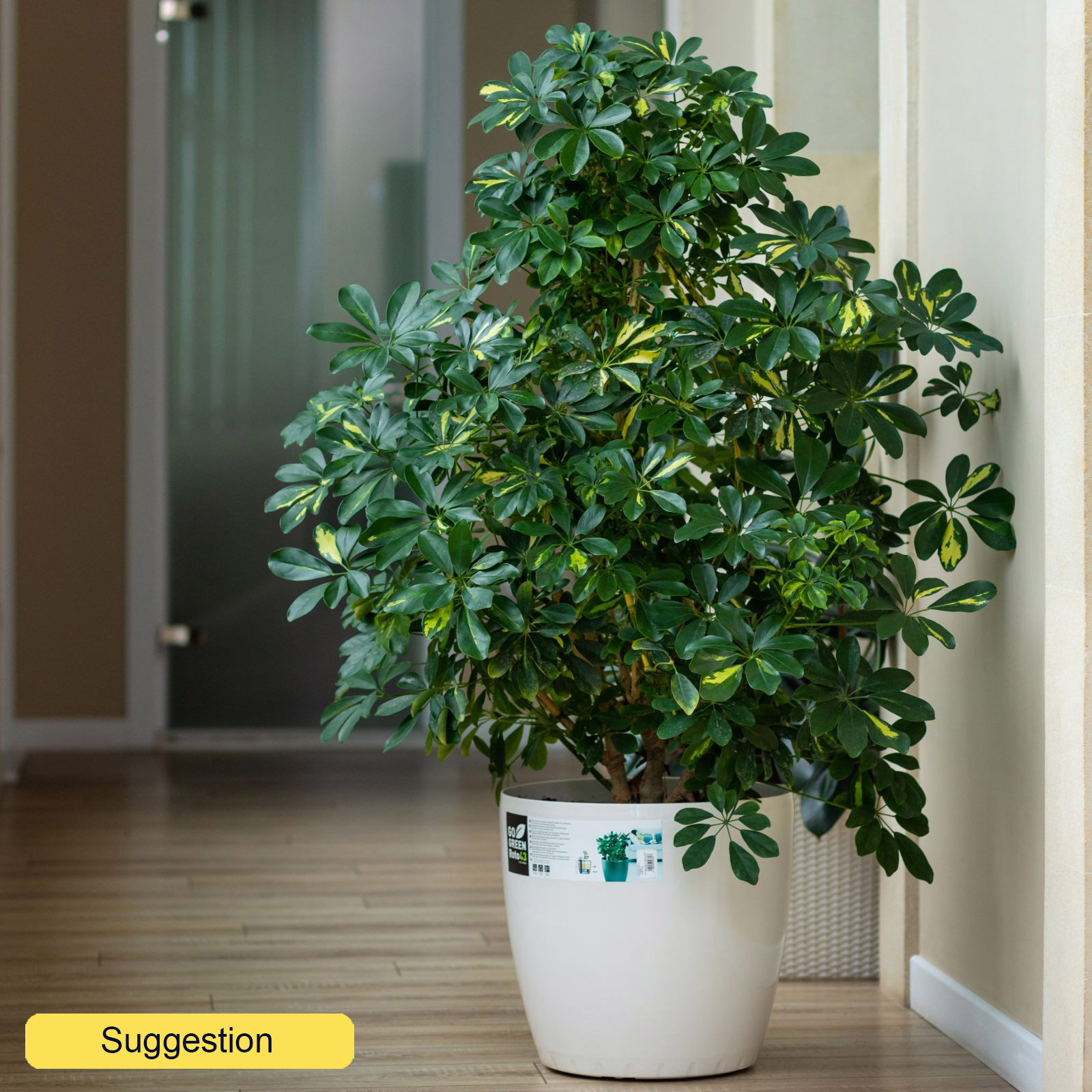 Delicate Umbrella Tree Schefflera arboricola 'Gold Capella' Indoor House Plants