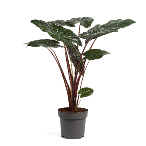 Easy-Care Elephant Ear Alocasia sarawakensis 'Yucatan Princess' Indoor House Plants