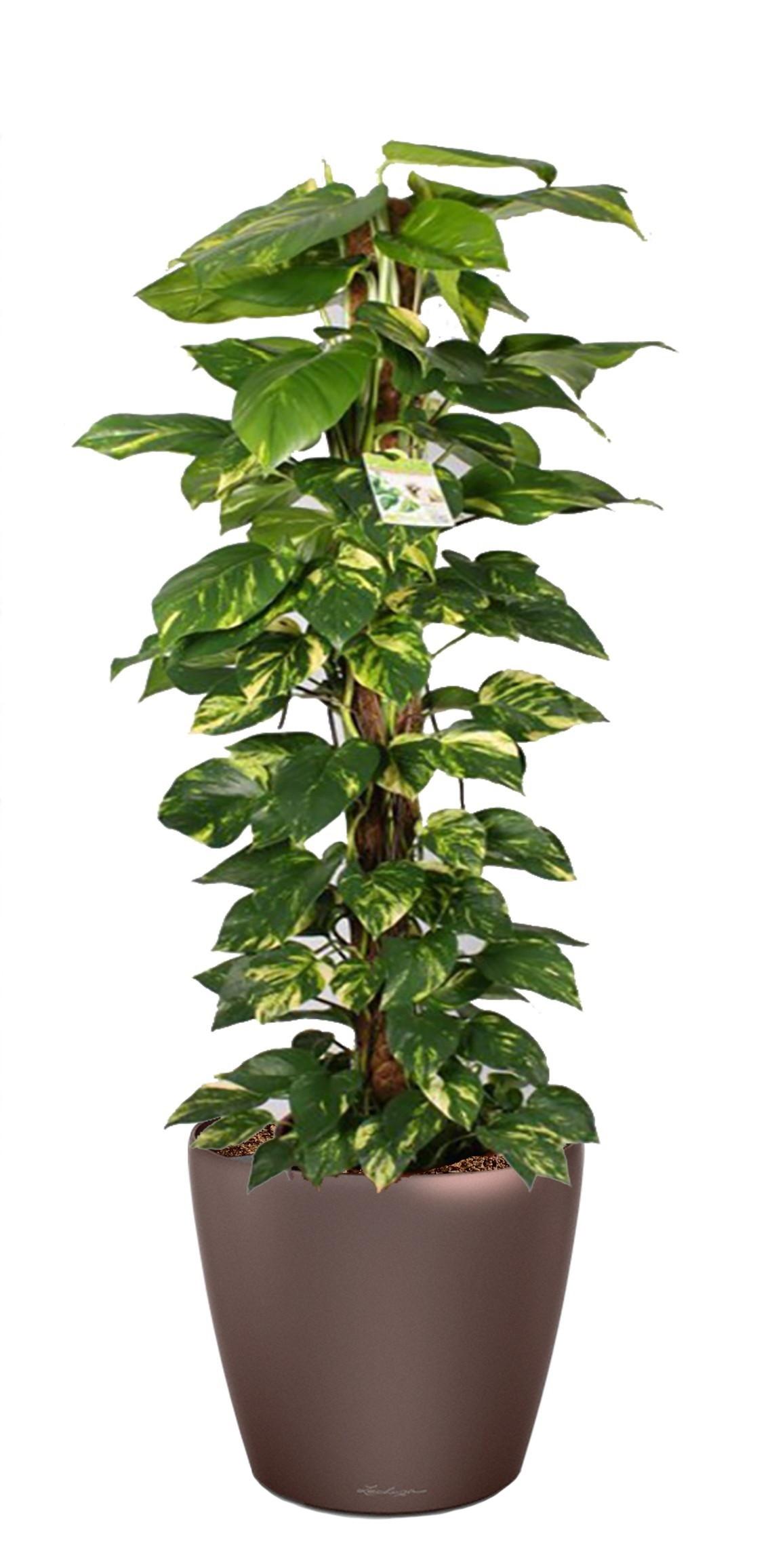 Easy-Care Fern Epipremnum aureum Golden Pothos in LECHUZA CLASSICO LS Self-watering Planter, Total Height 160 cm Indoor House Plants
