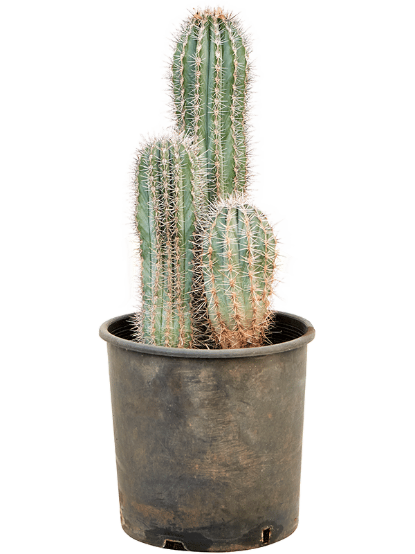 Easy-Care Mexican Giant Cactus Pachycereus pringlei Indoor House Plants