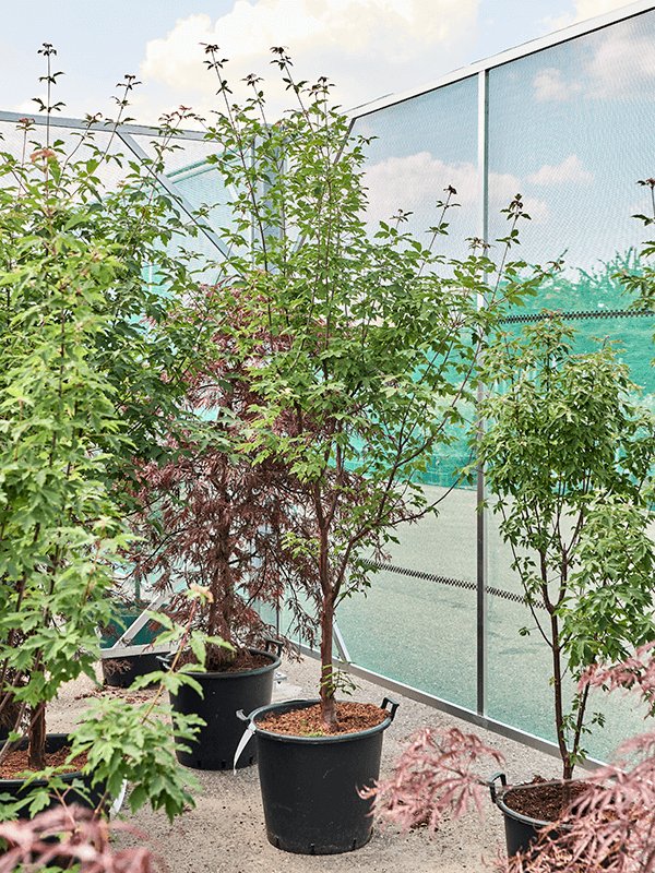 Lush Paperbark Maple Acer griseum (190-240) Outdoor Plants