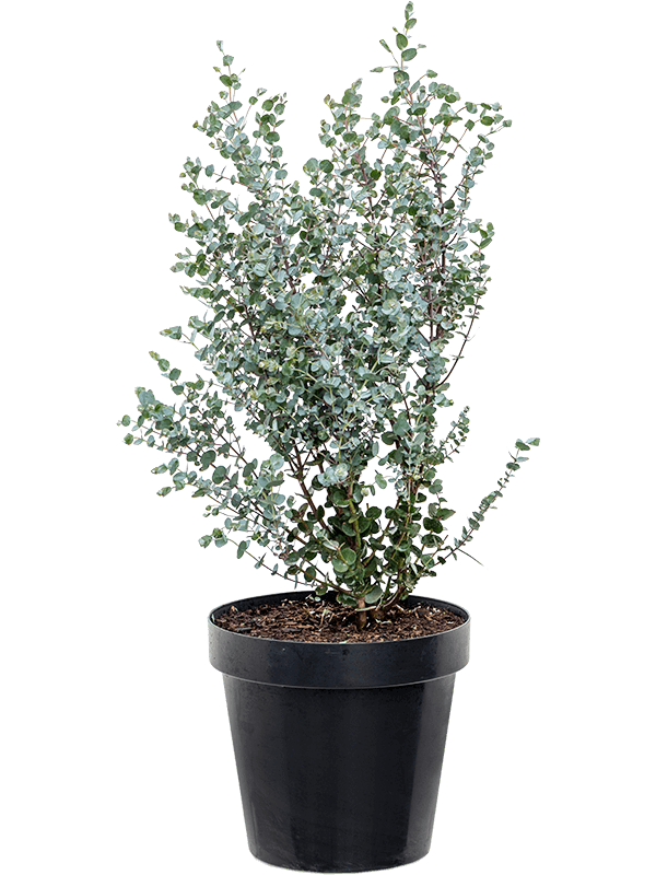 Delicate Cider Gum Eucalyptus gunnii 'Azura' Tall Indoor House Plants Trees