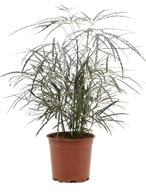 Lush False Aralia Dizygotheca elegantissima Indoor House Plants