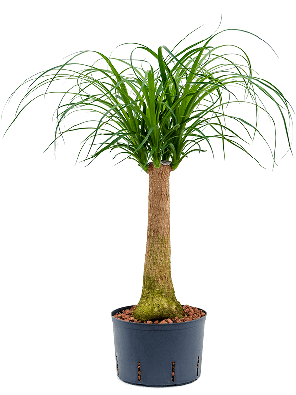 Tropical Ponytail Palm Beaucarnea recurvata Tall Indoor House Plants Trees
