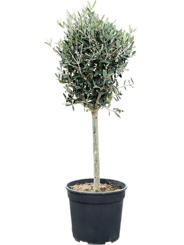 Showy Olive Olea europaea