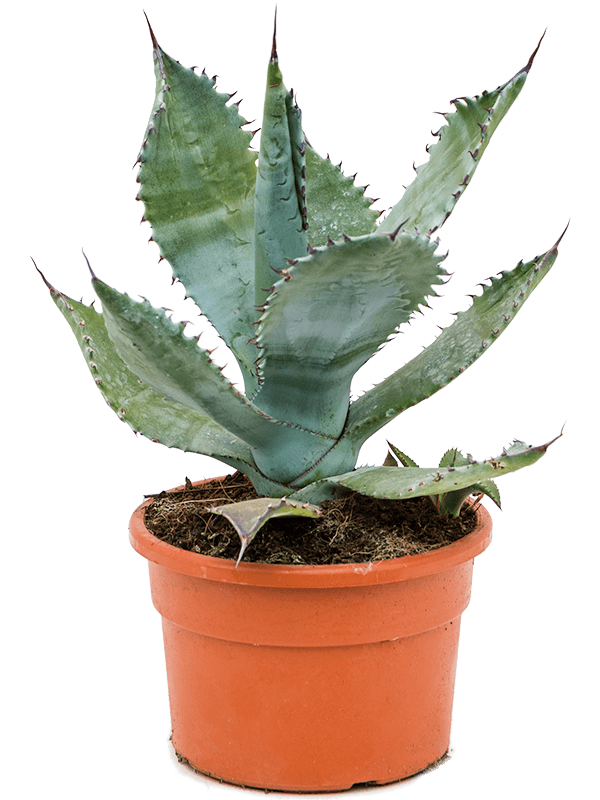 Showy Mescal Ceniza Agave colorata Indoor House Plants