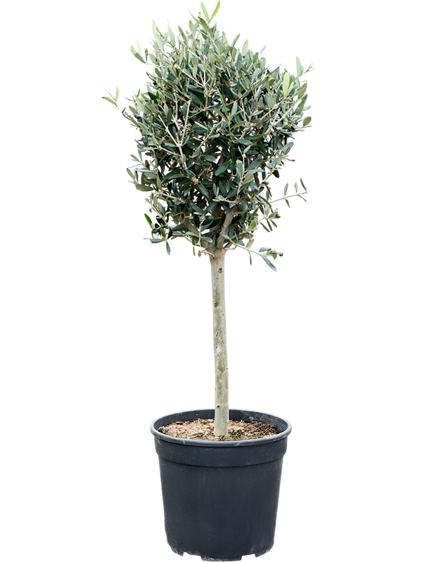 Showy Olive Olea europaea