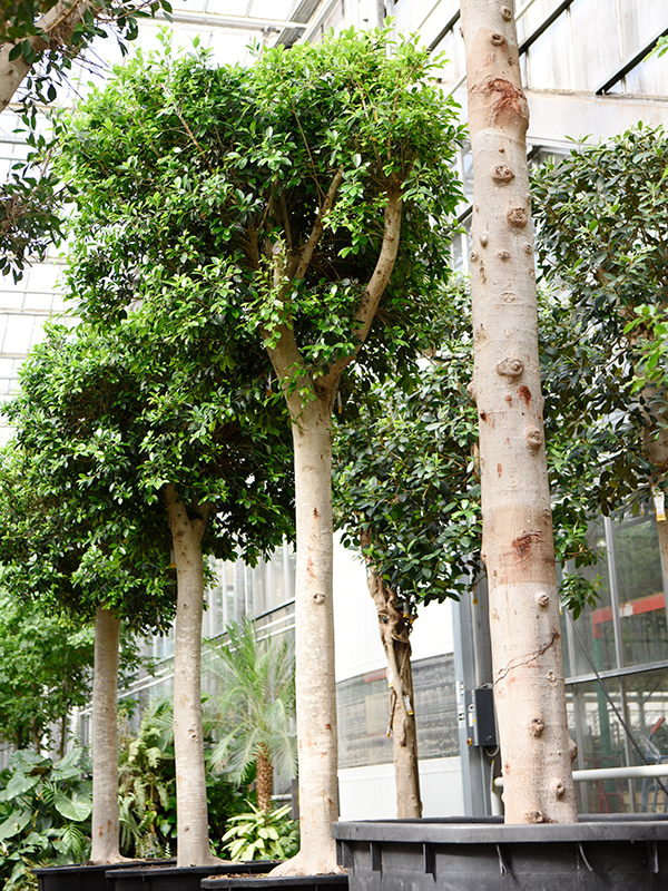 Lush Weeping Fig Ficus microcarpa ‘Nitida’ Tall Indoor House Plants Trees