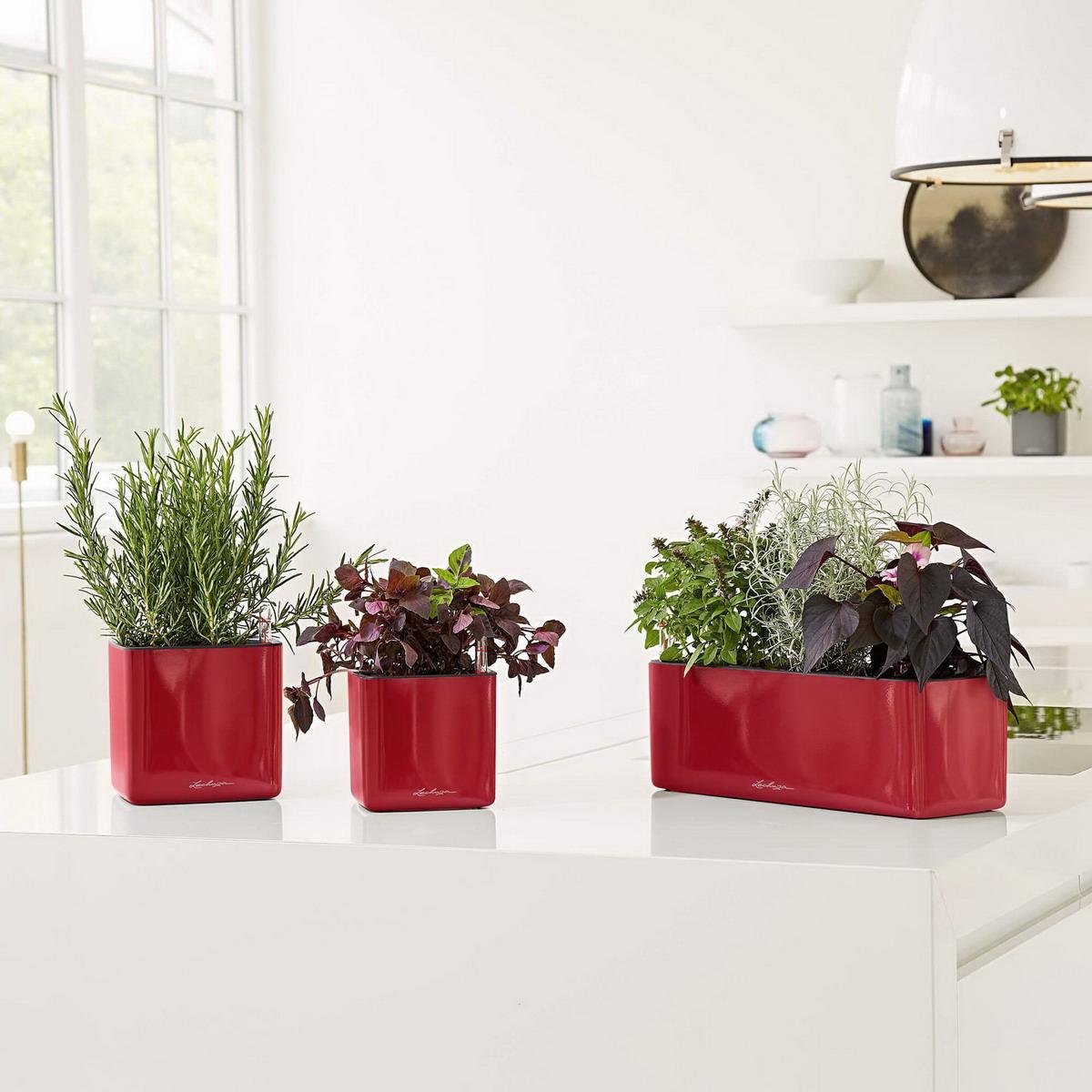 LECHUZA CUBE Glossy Square Poly Resin Indoor Self-watering Planter