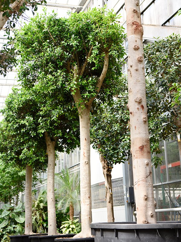Lush Weeping Fig Ficus microcarpa ‘Nitida’ Tall Indoor House Plants Trees