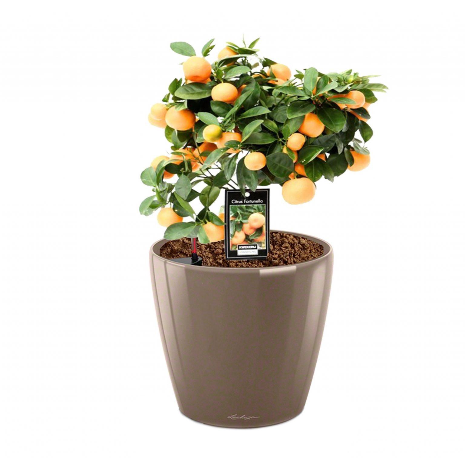 Tangerine Tree in LECHUZA CLASSICO LS Self-watering Planter, Total Height 50 cm