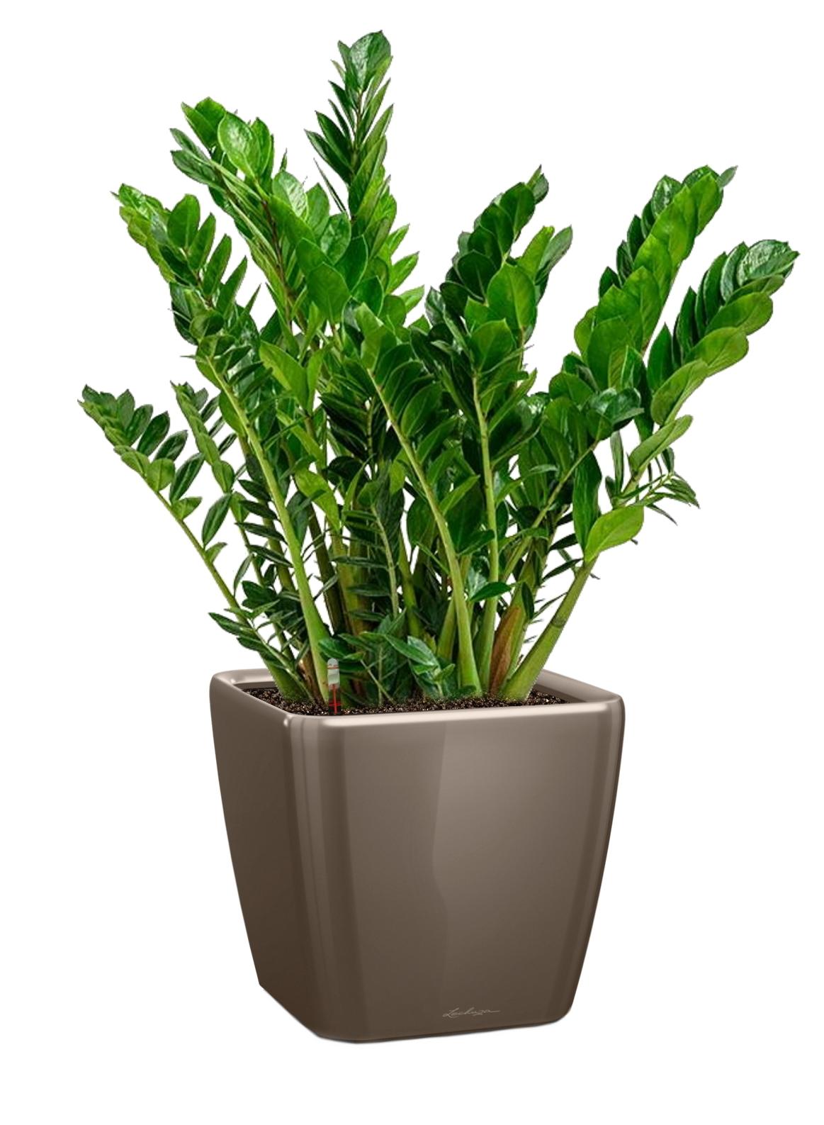 Zamioculcas in LECHUZA QUADRO LS Self-watering Planter, Total Height 110 cm