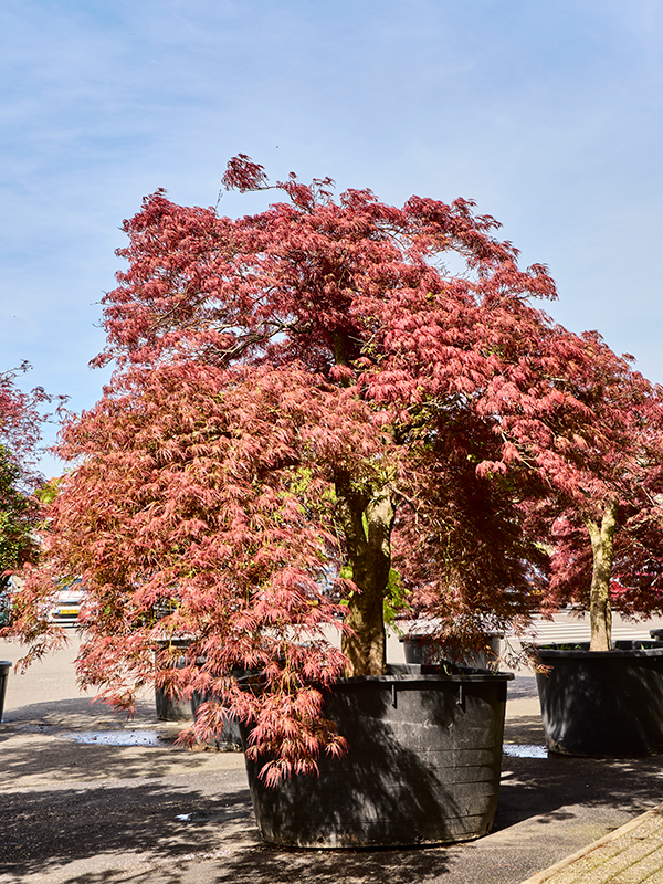Acer pal. diss. 'Garnet-Green Lace'