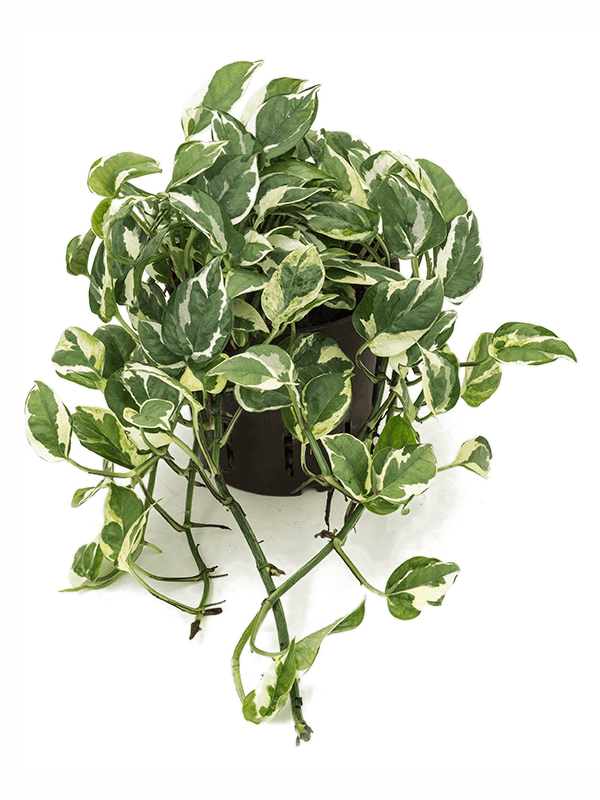 Shade-loving Satin Pothos Scindapsus (Epipremnum) 'N'joy' Indoor House Plants