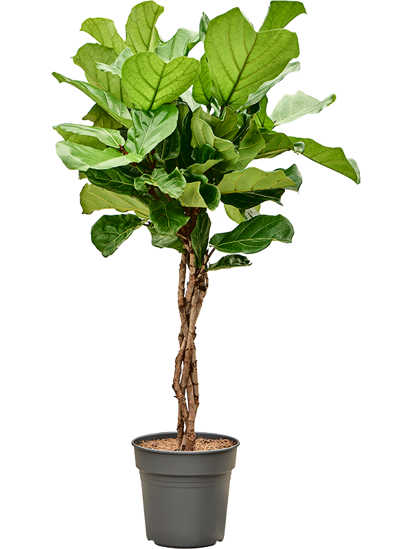 Lush Fiddle Leaf Fig Ficus lyrata Indoor House Plants