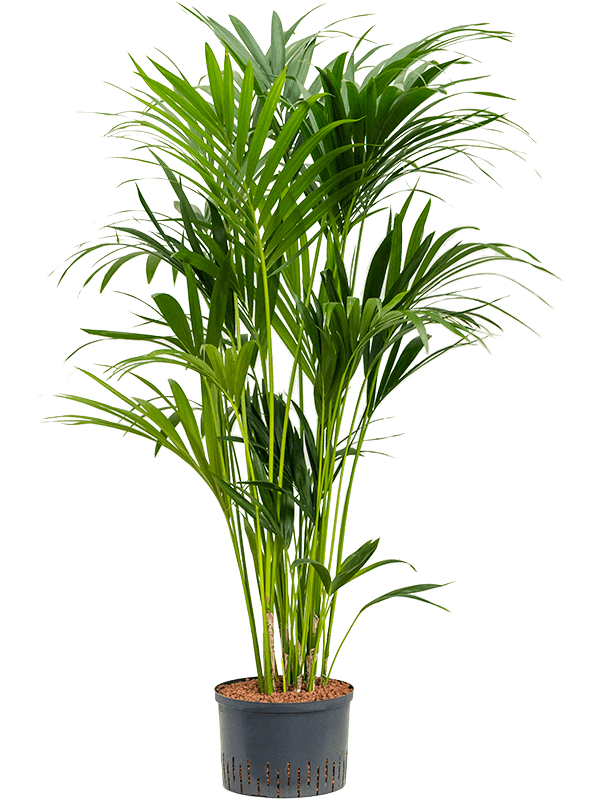 Lush Sentry Palm Kentia (Howea) forsteriana Indoor House Plants