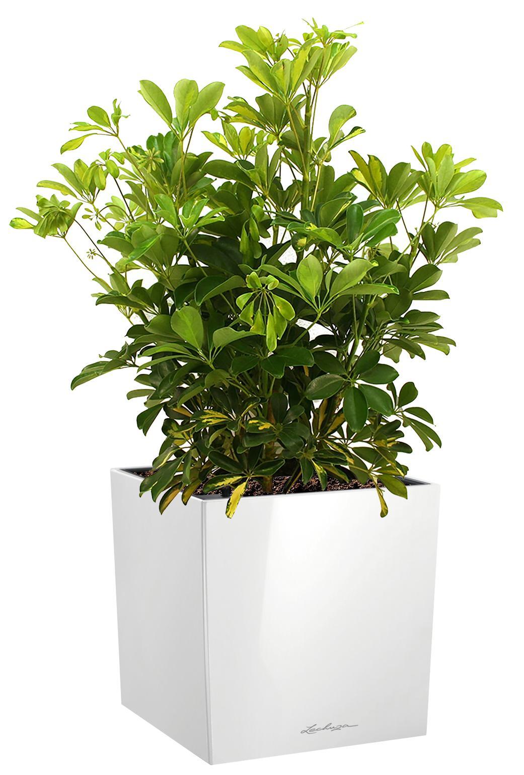 Schefflera in LECHUZA CUBE Self-watering Planter, Total Height 65 cm