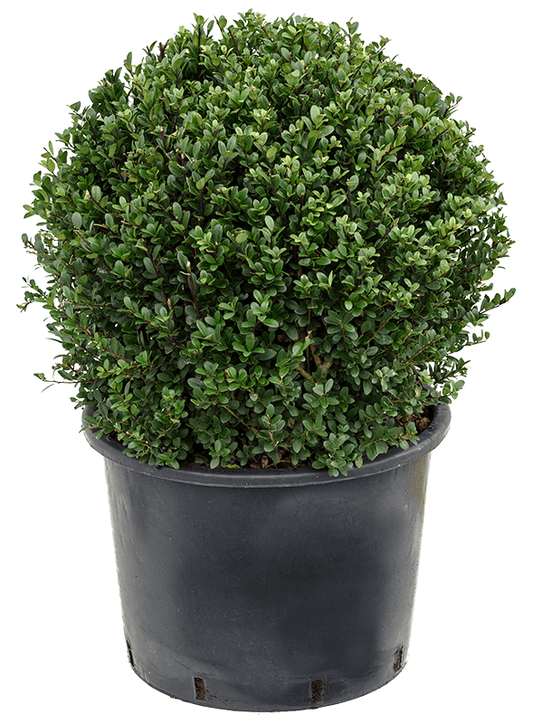 Cute Japanese Holly Ilex crenata 'Dark Green'