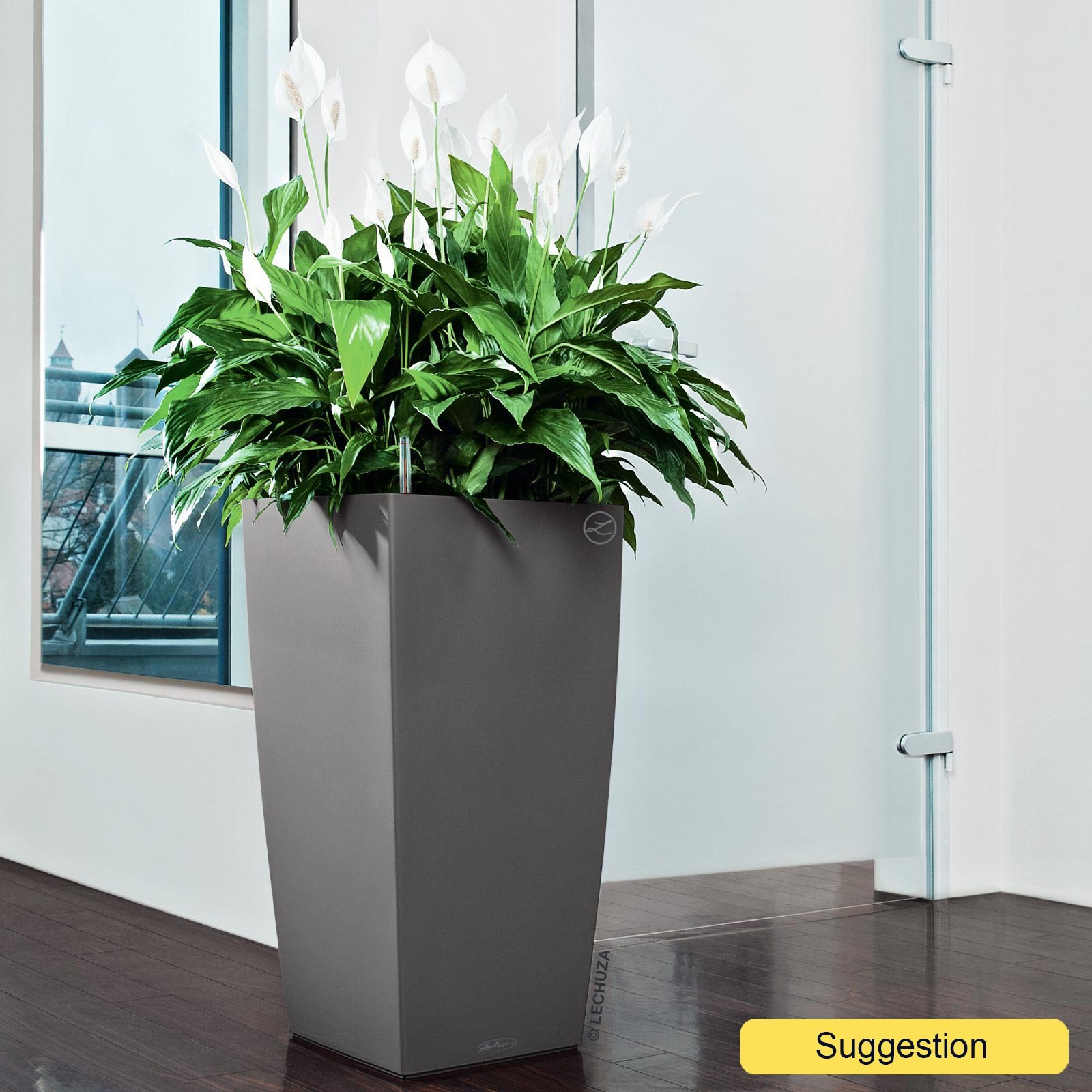 Photogenic Peace Lily Spathiphyllum 'Mont Blanc' Indoor House Plants