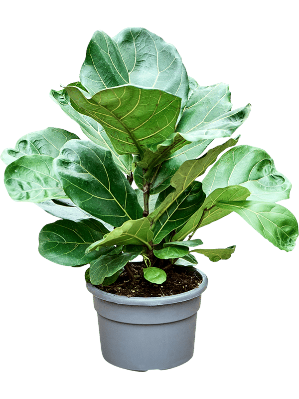 Lush Fiddle Leaf Fig Ficus lyrata Indoor House Plants