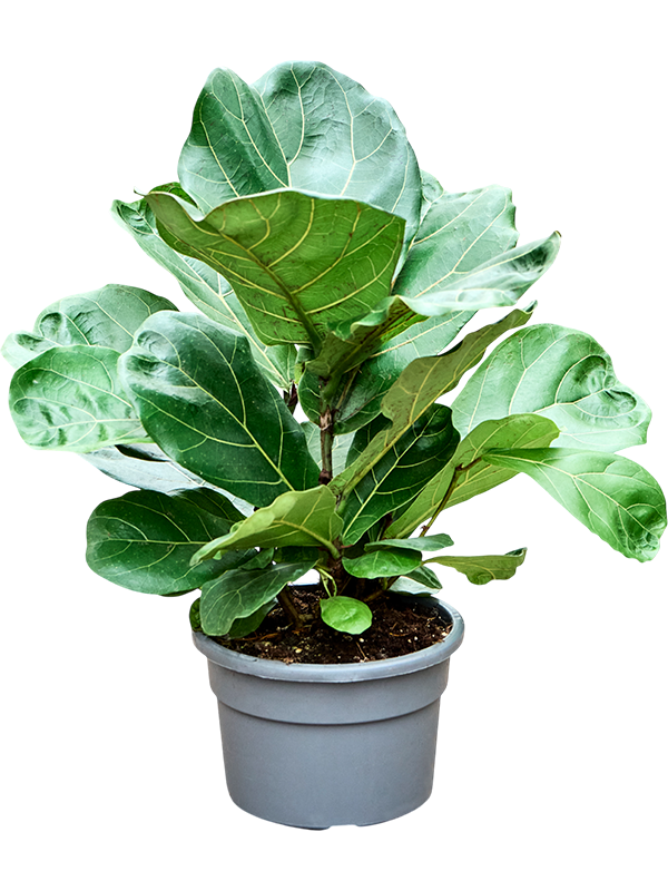Lush Fiddle Leaf Fig Ficus lyrata Indoor House Plants