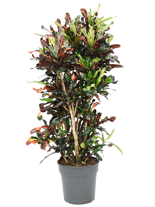 Striking Croton (Codiaeum) variegatum 'Mammi' Indoor House Plants