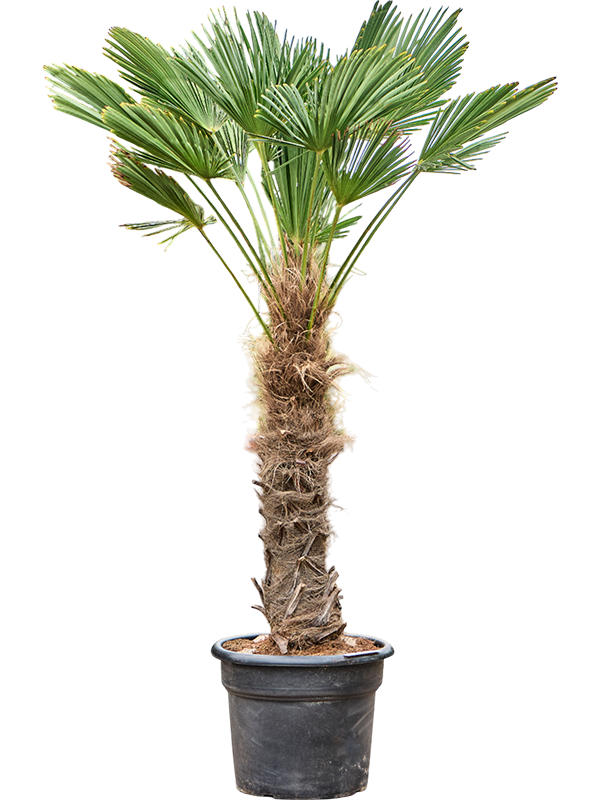 Windmill Palm Tree Trachycarpus wagnerianus