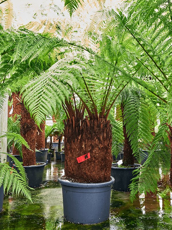 Lush Soft Tree Fern Dicksonia antarctica Tall Indoor House Plants Trees