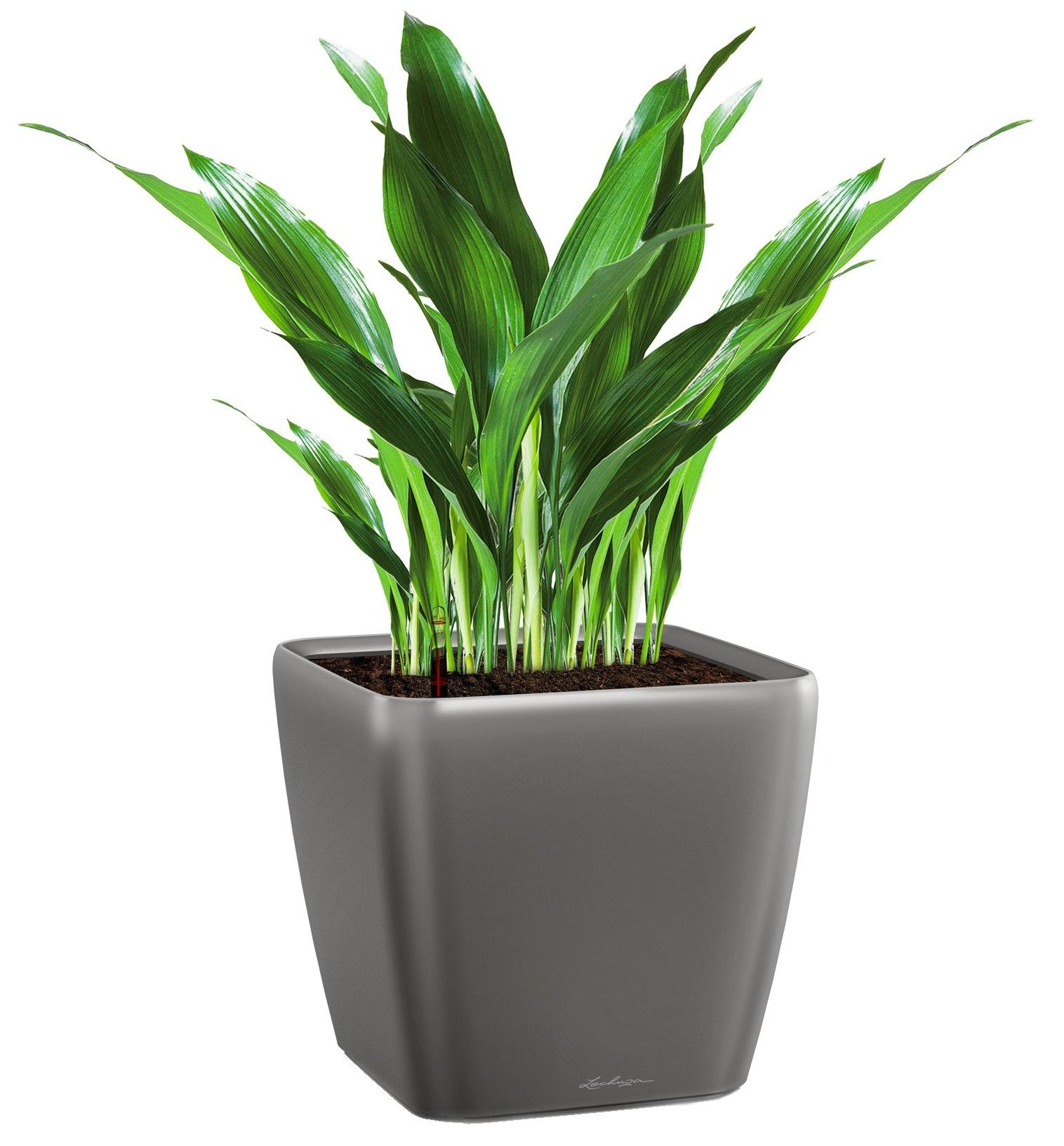 Aspidistra in LECHUZA QUADRO LS Self-watering Planter, Total Height 80 cm