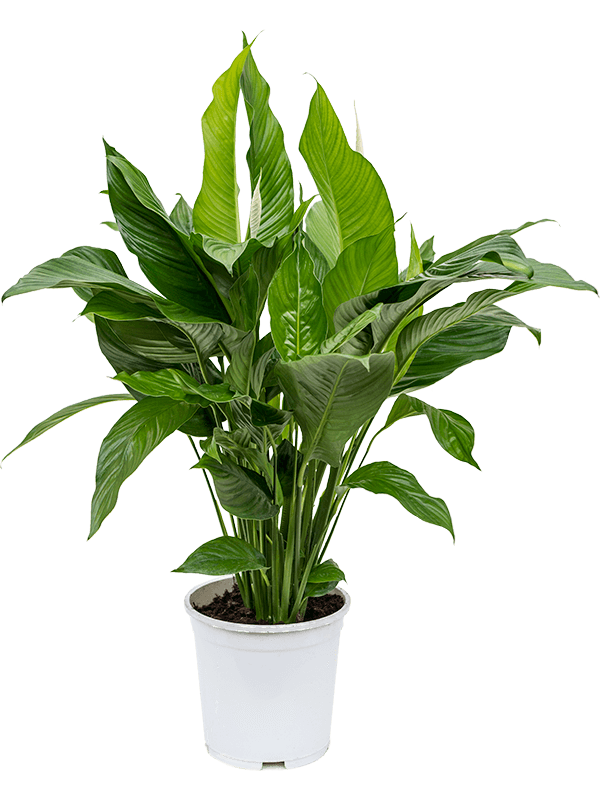 Showy Peace Lily Spathiphyllum 'Sweet Lauretta' Indoor House Plants