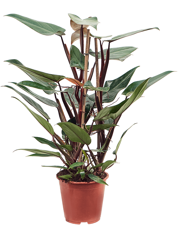 Lush Heart-Leaf Philodendron 'New Red' Indoor House Plants