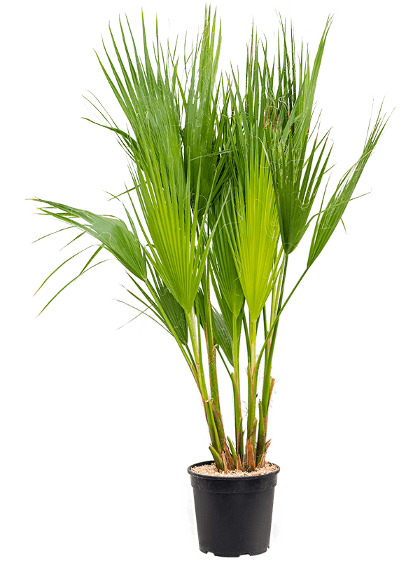 Lush California Fan Palm Washingtonia filifera (475-525) Indoor House Plants