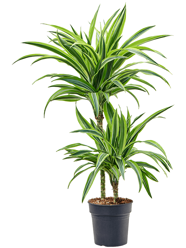 Colorful Corn Plant Dracaena fragrans 'Lemon Lime' Tall Indoor House Plants Trees