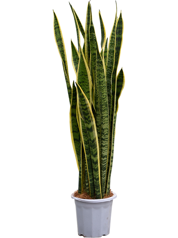 Elegant Snake Plant Sansevieria trifasciata 'Laurentii' Indoor House Plants