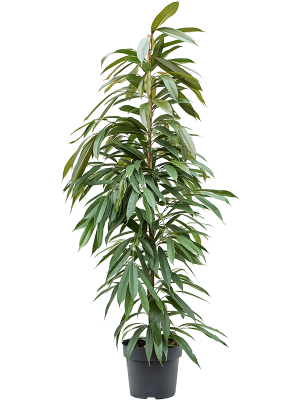 Lush Narrow-leaf Fig Ficus binnendijkii 'Amstel King' Tall Indoor House Plants Trees