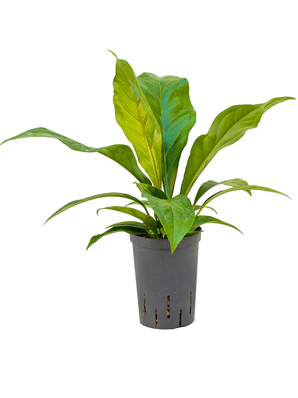 Lush Flamingo Flower Anthurium elipticum 'Jungle Bush' Indoor House Plants