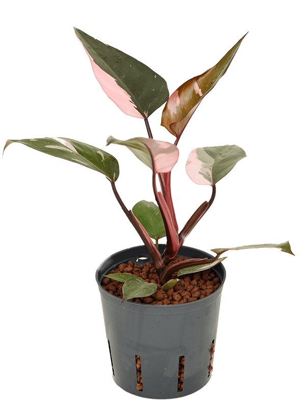 Lush Heart-Leaf Philodendron 'Pink Princess' Indoor House Plants