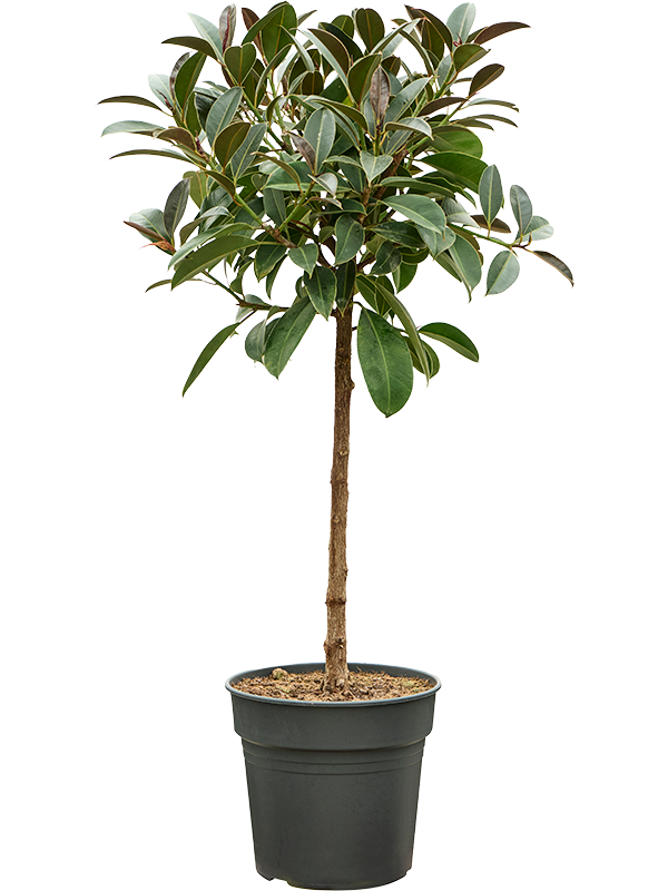 Lush Rubber Plant Ficus elastica 'Melany' Tall Indoor House Plants Trees