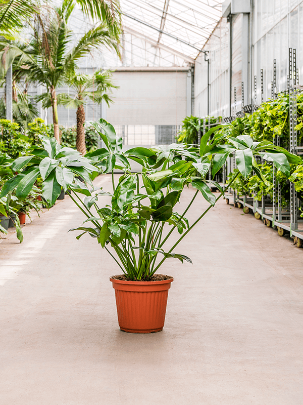 Lush Heart-Leaf Philodendron 'Green Wonder' Indoor House Plants