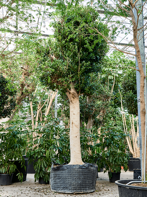 Lush Weeping Fig Ficus microcarpa ‘Nitida’ Tall Indoor House Plants Trees