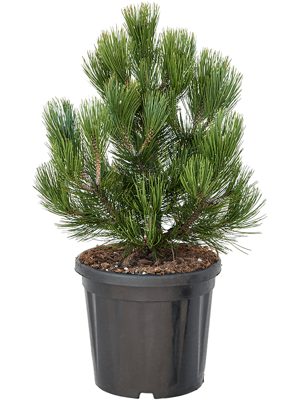 Showy Bosnian Pine Pinus leucodermis 'Compact Gem' Outdoor Plants W35 H ...