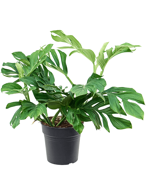 Shade-loving Monkey Leaf Monstera pinnatipartita Indoor House Plants