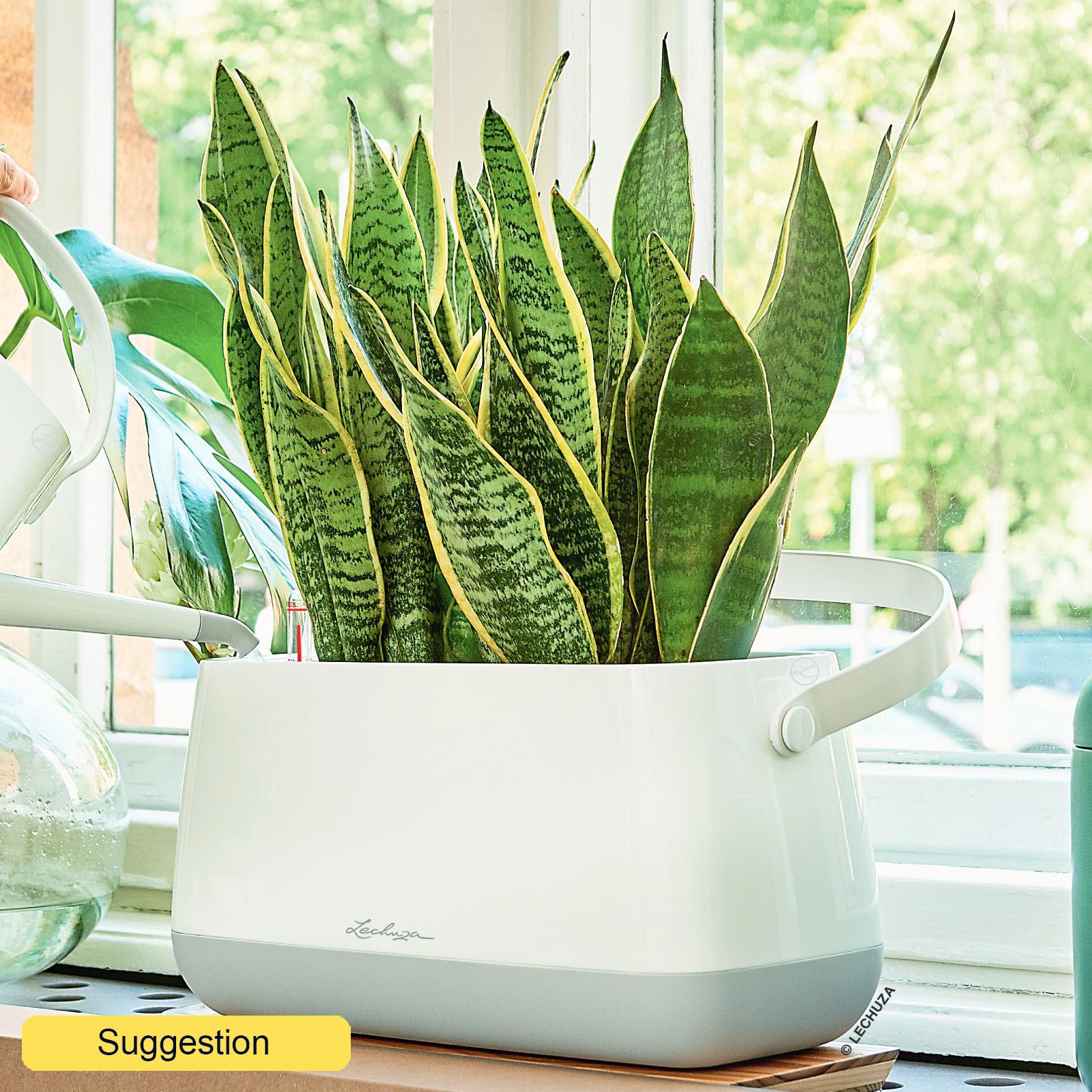 Elegant Snake Plant Sansevieria trifasciata 'Laurentii' Indoor House Plants