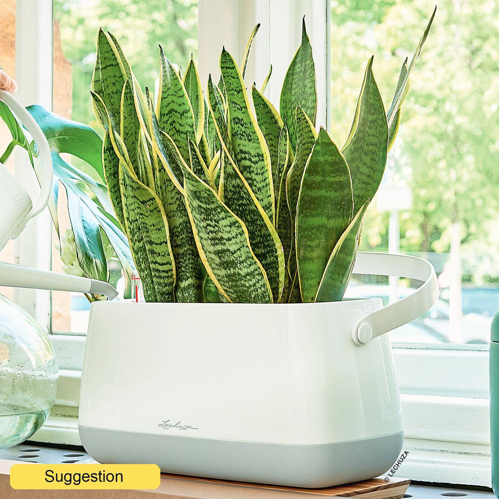 Elegant Snake Plant Sansevieria trifasciata 'Laurentii' Indoor