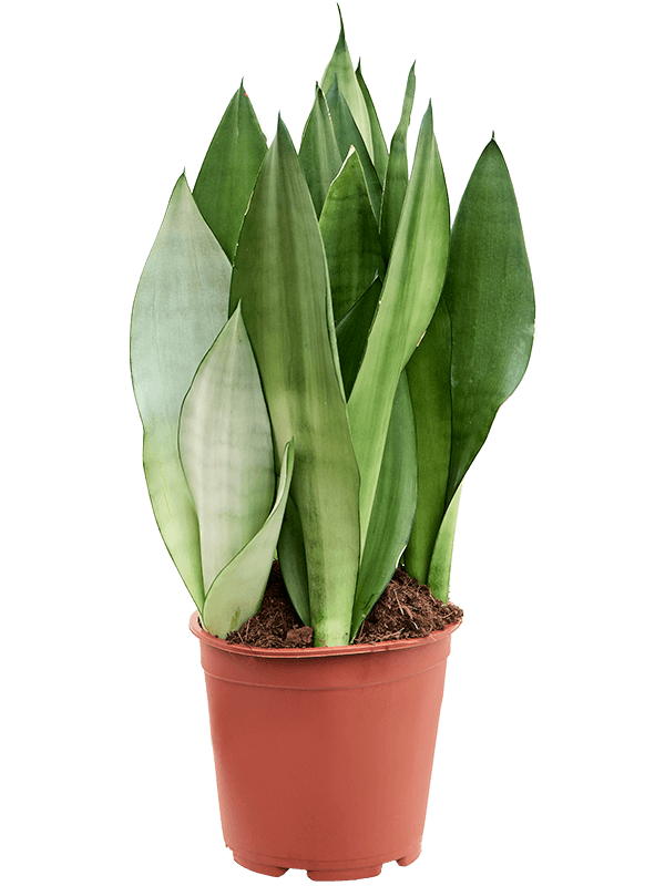 Easy-Care Snake Plant Sansevieria trifasciata 'Moonshine' Indoor House Plants