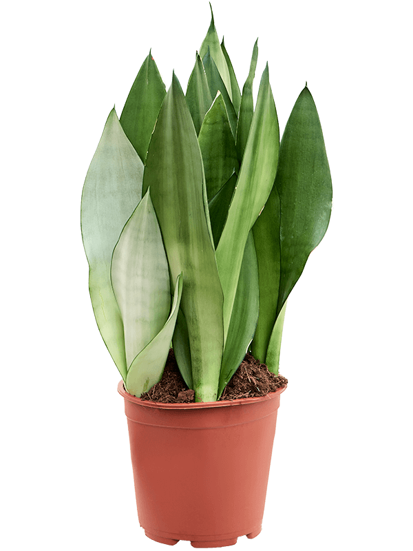 Easy-Care Snake Plant Sansevieria trifasciata 'Moonshine' Indoor House Plants