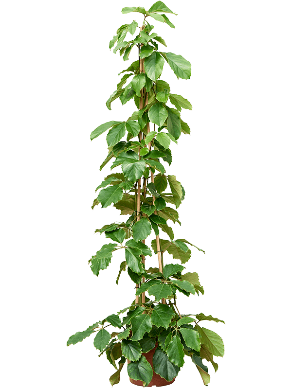 Lush Chestnut Vine Tetrastigma voinierianum Indoor House Plants